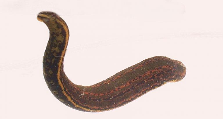 What leech gut bacteria can tell us about drug resistance