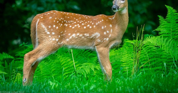 Photo: Sweet fawn spotted in the ferns