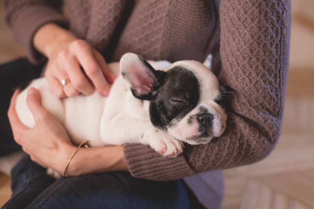 5 Ways to Make Your Life as a Dog Parent Less Stressful