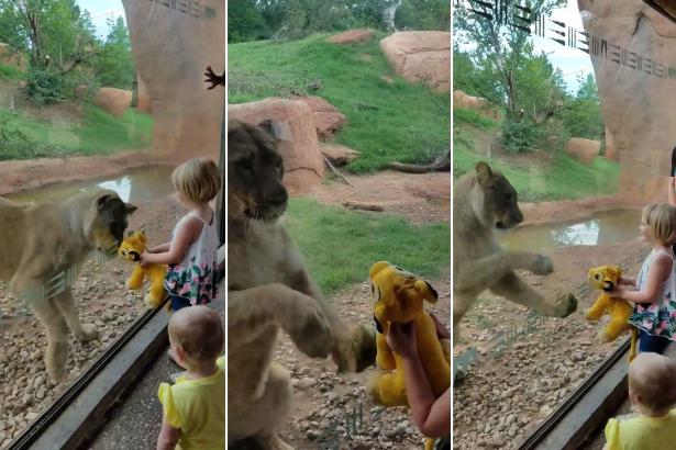 Lioness follows girl’s Simba toy through the glass at the zoo