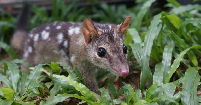 Australia’s Endangered Quolls Get Genetic Boost From Scientists