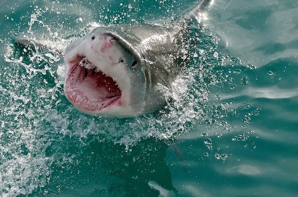 Creepy facts that will chill you to the bone: SHARK WEEK EDITION! (16 Photos)