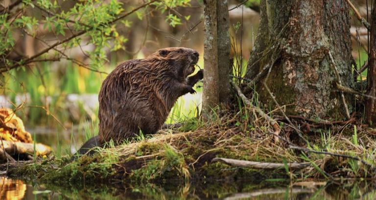 Got an environmental problem? Beavers could be the solution