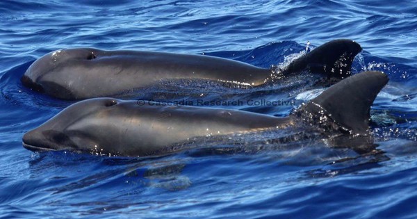 Here's what you get when a whale and a dolphin mate