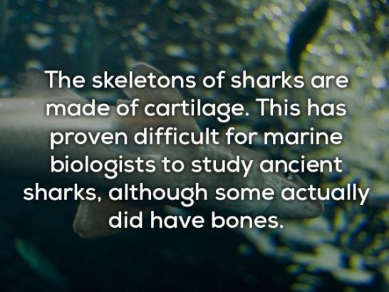 Shark Facts – Hoo ha ha! (17 Shark facts)