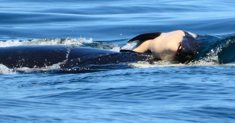 Grieving Orca Carries Dead Calf for More Than 3 Days: ‘She’s Just Not Letting Go’