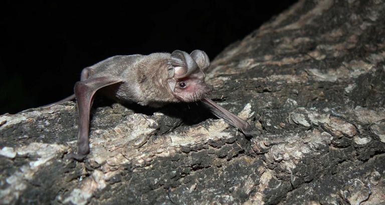 A new Ebola species has been found in bats in Sierra Leone