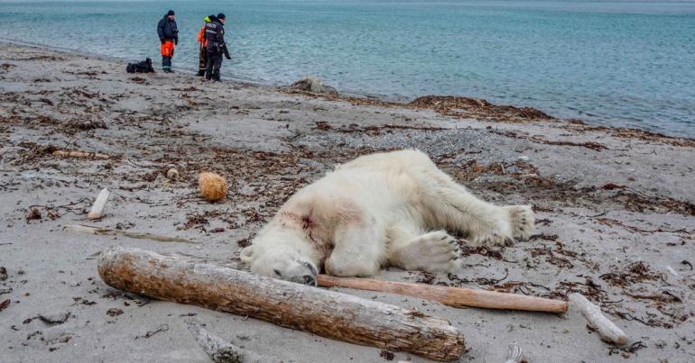 Polar Bear Shot and Killed After Attacking Cruise Ship Guard