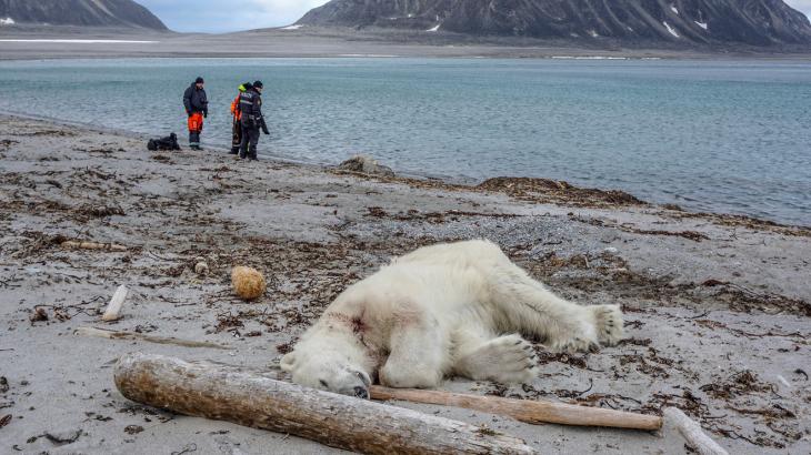 Polar bear killed after attacking cruise-ship guard, spurring outrage