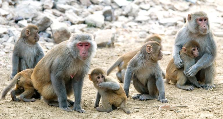 Anxiety in monkeys is linked to hereditary brain traits