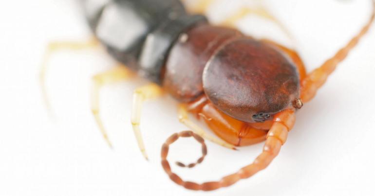 Maybe You Were Thinking About Eating Raw Centipedes. Don’t.