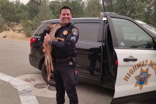 ‘Can you take a deer?’: Fawn rescued from wildfire by highway patrol officer