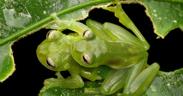 Photo: King glass frogs ... uhm ... 'cuddle' in the rainforest