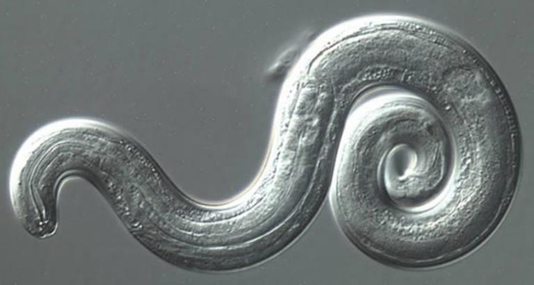 Rat lungworm disease is popping up in the mainland United States