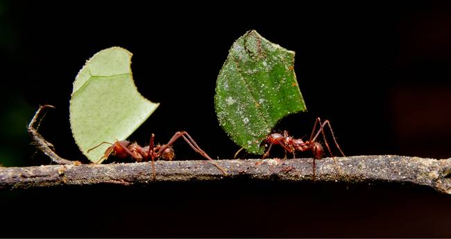 Humans are more like ants than lone wolves