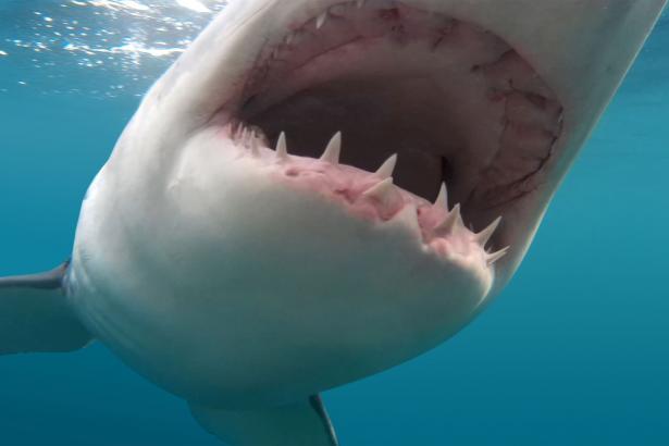 Experts believe global heat wave will increase shark attacks