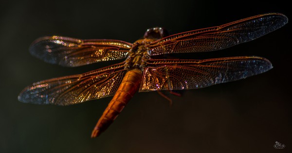photo: Flame skimmer shows of its glistening wings