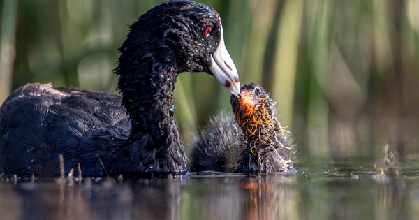 Photo: Cute coots share a sweet moment