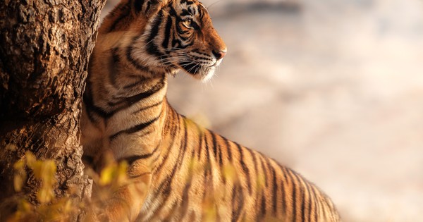 A tribe in India just sent us this letter about tigers