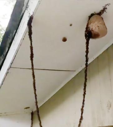 Diabolical chain-of-ANTS bridge built to attack wasp nest (Video and 3 Photos)
