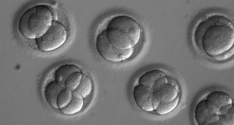 Researchers say CRISPR edits to a human embryo worked. But critics still doubt it