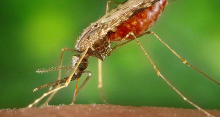 A newly approved drug could be a boon for treating malaria
