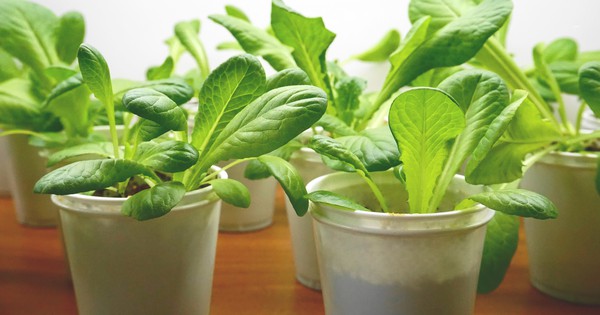 How to grow lettuce indoors