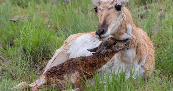 Photo: Pretty pronghorn mom bonds with newborn fawn