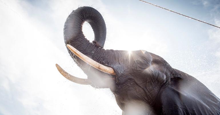 The ‘Zombie Gene’ That May Protect Elephants From Cancer