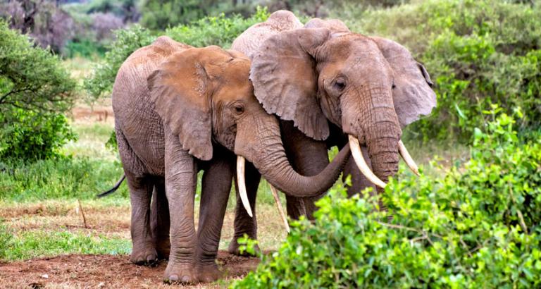 A resurrected gene may protect elephants from cancer