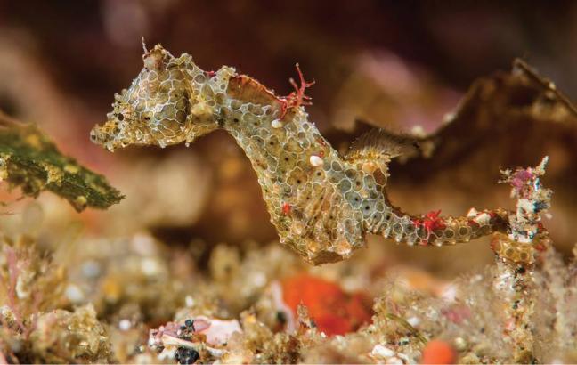 These sassy little seahorses are the size of a grain of rice