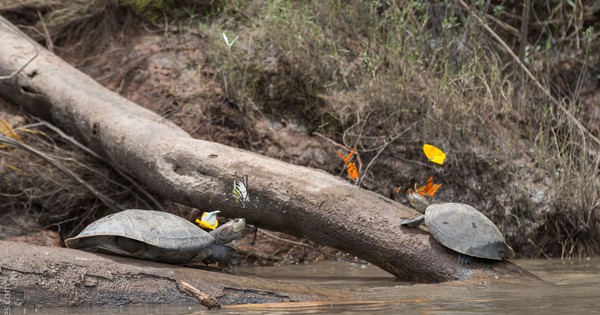 Why are these butterflies drinking turtle tears? (Video)