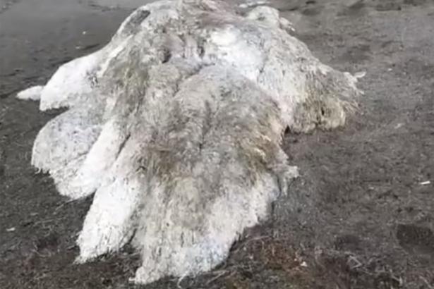 Mysterious furry sea ‘monster’ washes up on beach