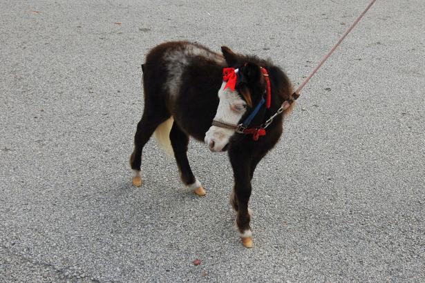 Southwest Airlines now allowing mini horses as service animals