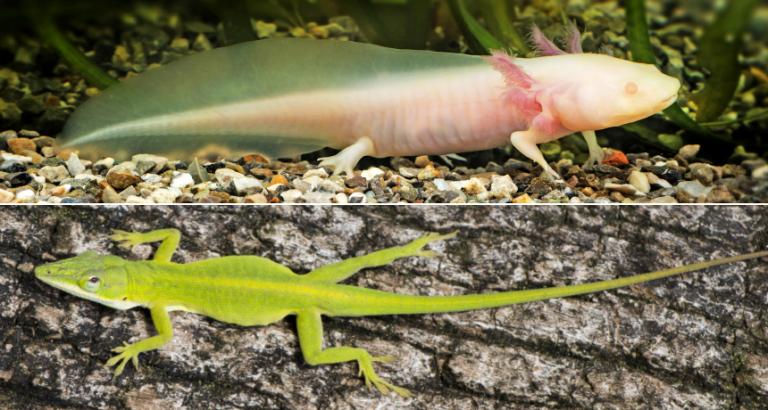 How salamanders can regrow nearly complete tails but lizards can’t