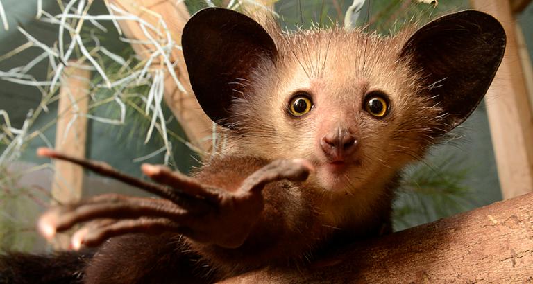 A fossil mistaken for a bat may shake up lemurs’ evolutionary history