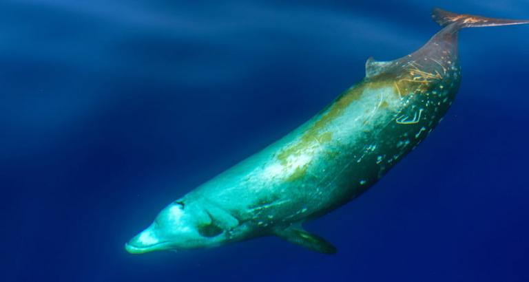 Beaked whales may frequent a seabed spot marked for mining