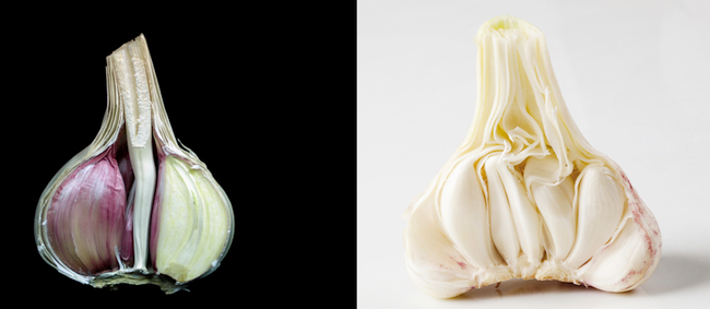 How to grow the best garlic
