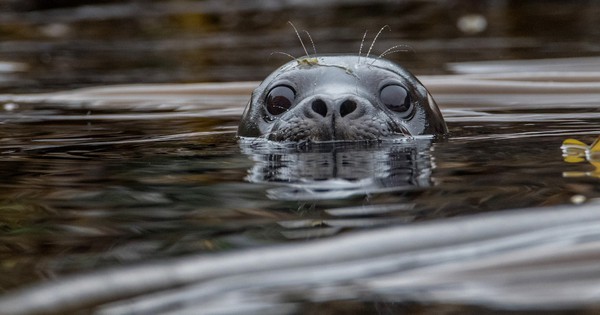 Photo: Harbor seal plays peek-a-boo