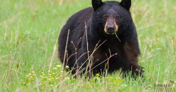 Photo: Beautiful big black bear ambles in the meadow