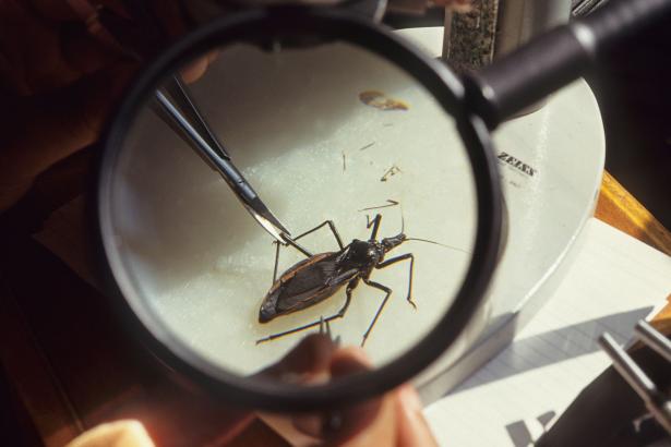 This ‘kissing bug’ could kill you