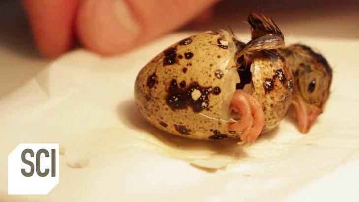 Quail Hatched from Supermarket Egg | Outrageous Acts of Science