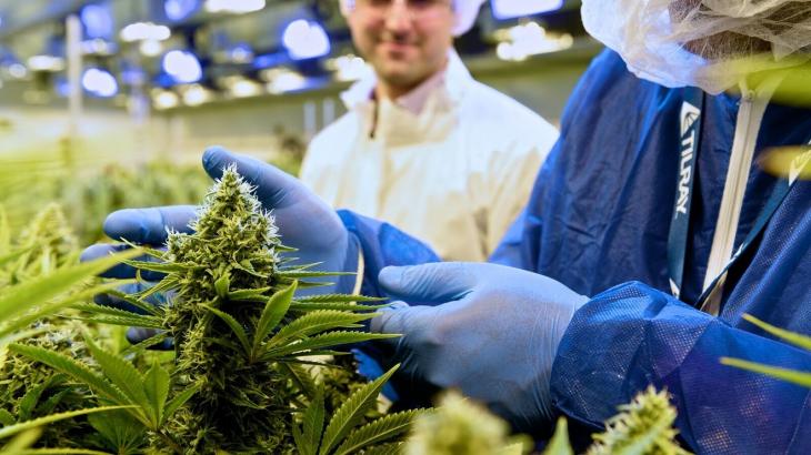 Tilray sales double, thanks to more potent weed