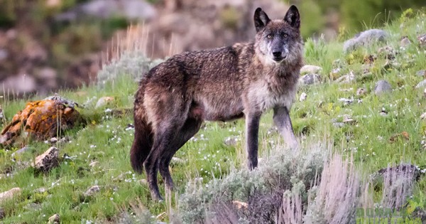 Photo: Yellowstone wolf is a serious beauty