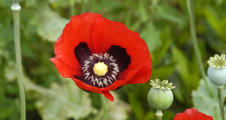 How the poppy got its pain-relieving powers