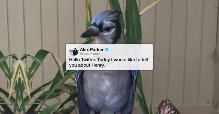 Henry’s touching story from a scruffy little bird to a bug-catching virtuoso (17 Photos)