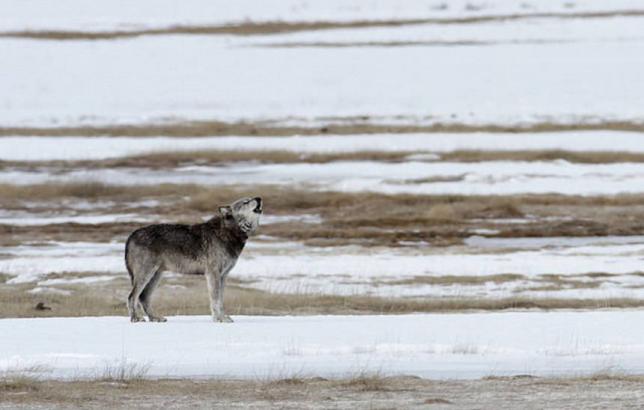 After killing all the wolves in Yellowstone, they finally brought them back – here's what happened next