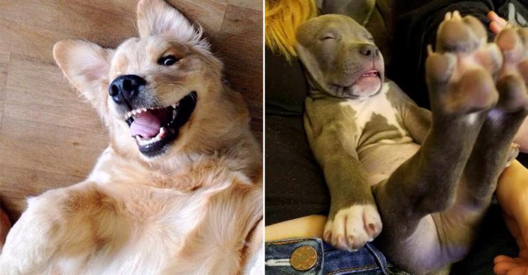 Derp-faced furbabies are the pinnacle of lovable (31 Photos)