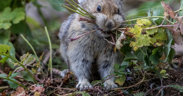 Photo: Sweet little pika gathers the greens