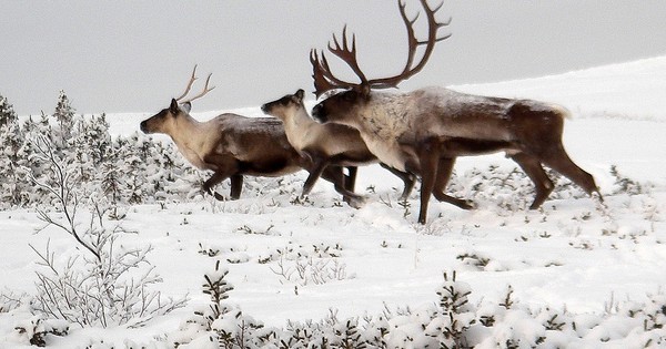New forest research project works to conserve caribou in western Alberta